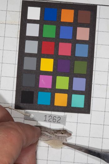 Media type: image;   Herpetology R-190680